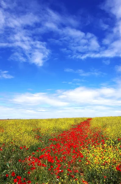 Prato con fiori di papavero, paesaggio portoghese — Foto Stock