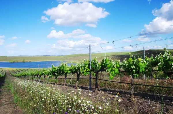 Weinbergreihen auf dem portugiesischen Feld — Stockfoto