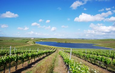 Portekiz'in alentejo bölgesi güneyinde, bağ