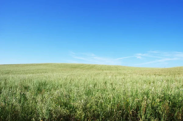 Mavi gökyüzüne karşı bir tarlada büyüyen yulaf — Stok fotoğraf
