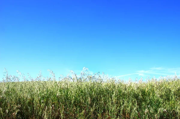 Avena creciendo en un campo, contra el cielo azul — Foto de Stock