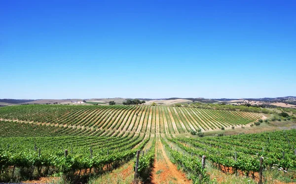 Winnicy w regionie Alentejo, na południe od Portugalii — Zdjęcie stockowe