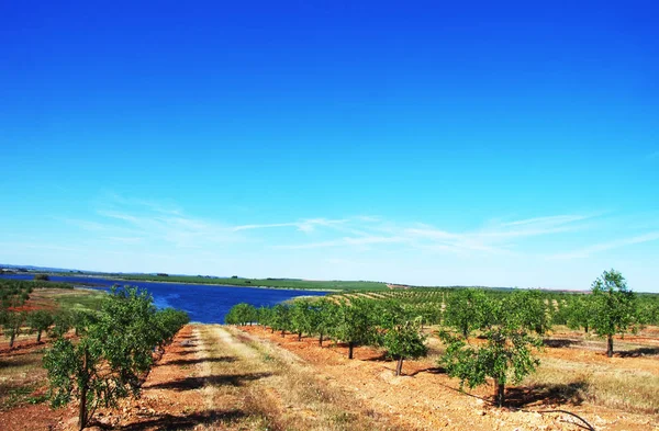 阿连特茹，葡萄牙平原的橄榄树林 — 图库照片