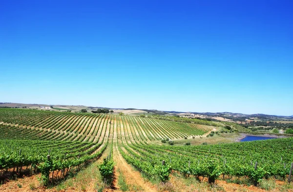 Wijngaard in de Alentejo regio, ten zuiden van Portugal — Stockfoto
