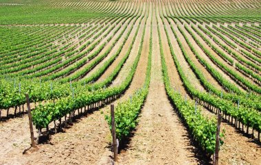 Portekiz'de Üzüm Bağları Sıraları, Alentejo bölgesi