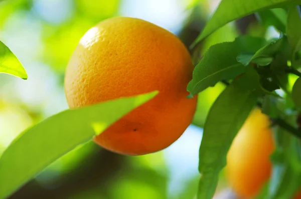 Primo piano di arancio maturo appeso ad un albero — Foto Stock