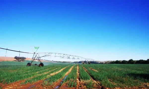 Centro de irrigação pivô no campo agrícola de cultivo de cebola — Fotografia de Stock
