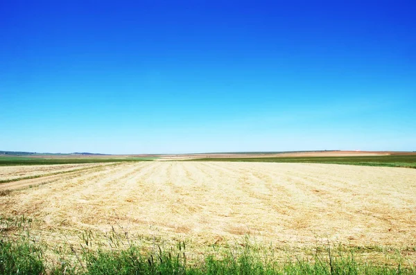 Landscape of Alentejo region, south of Portugal — Stock Photo, Image
