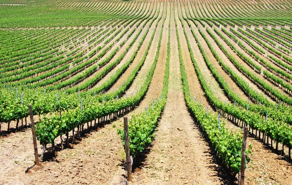 Řádky vinice v Portugalsku, region Alentejo — Stock fotografie