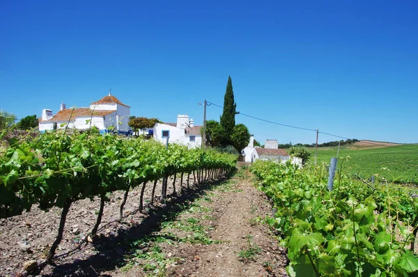 Farm of vineyard in south of Portugal Royalty Free Stock Images