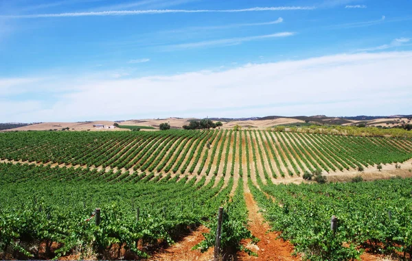 Pole winnicy, region Alentejo, Portugalia — Zdjęcie stockowe