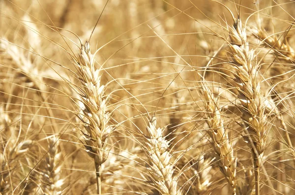 Primer plano de los picos en el campo de trigo — Foto de Stock