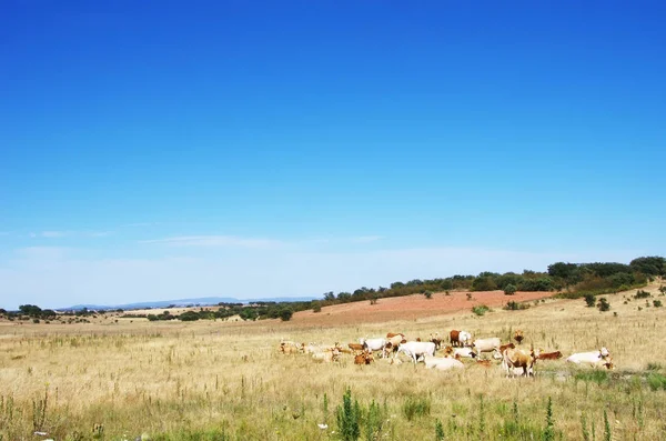 Vacas em campo, paisagem alentejana, Portugal — Fotografia de Stock