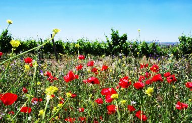 portekiz baä Ä±å Ä±nda üzüm ve haşhaş