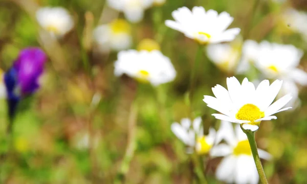 Close-up van de bloem van Marguerite bloem in het veld — Stockfoto