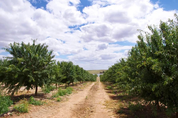 Almond orchard at south of Portugal — Stock Photo, Image