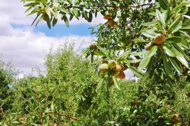 Alentejo bölgesinde dalda badem fıstığı, Portekiz