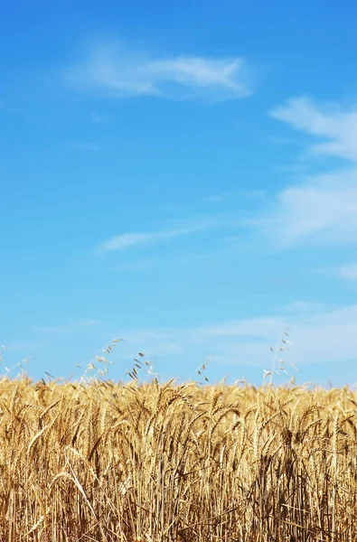 金穗景观,小麦在外地,波尔图加南部 — 图库照片