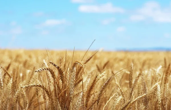 Closeup zlatých špiček, pšenice na poli, jižně od Portugalska — Stock fotografie