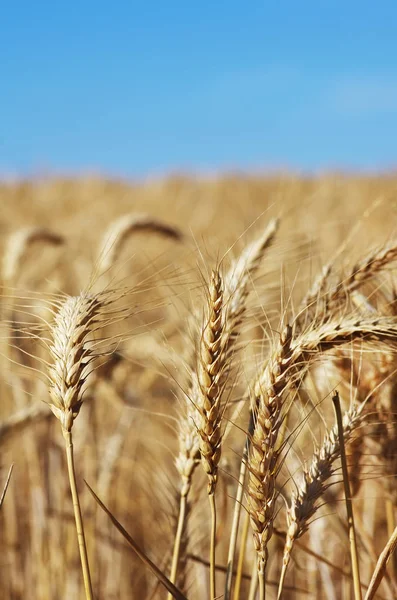 Fechar-se de espigas douradas, trigo no campo — Fotografia de Stock