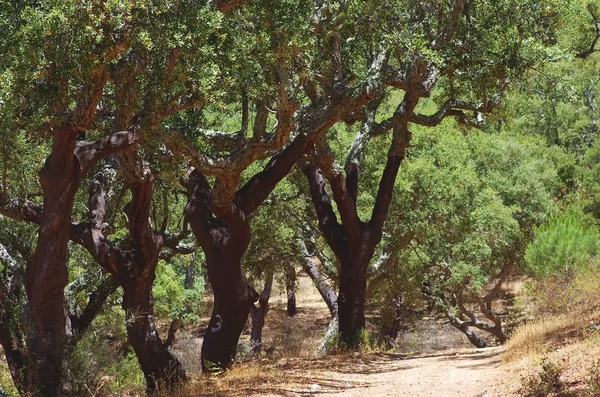 Estrada na floresta mediterrânea, Serra Ossa, sul de Portugal — Fotografia de Stock