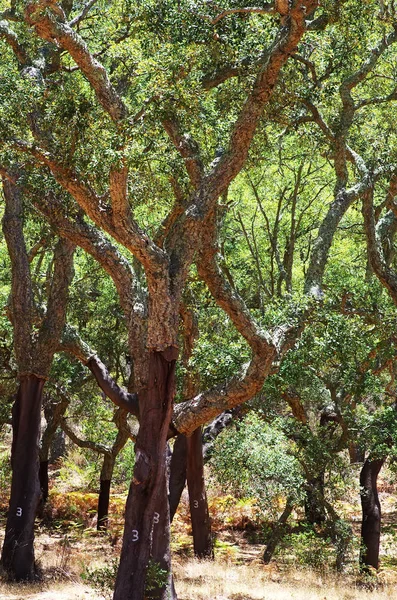 Mediterranean forest in Serra Ossa, south of Portugal — Stock Photo, Image