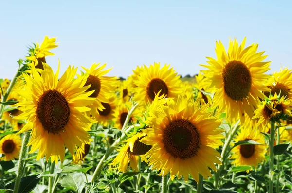 Sunflowers in field at south of Portugal — Stock Photo, Image