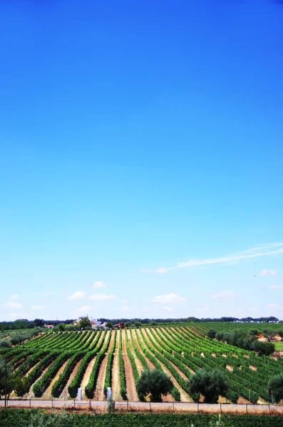 Winnicy w gospodarstwie na południu Portugalii — Zdjęcie stockowe