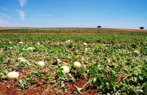 Ripe melons in field at south of Portugal — Stock Photo, Image