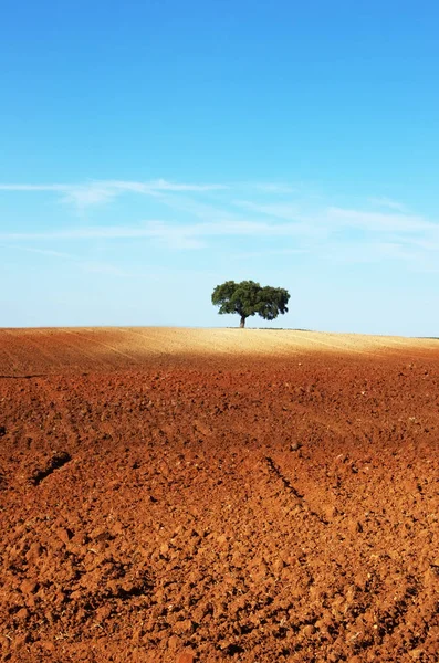 Baum im gepflügten Feld, Alentejo Region, Portugal — Stockfoto