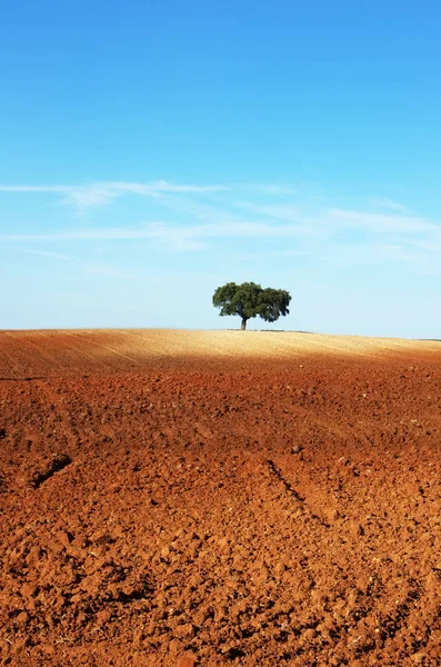 Pohon di ladang dibajak, daerah alentejo, Portugal — Stok Foto