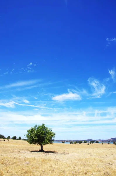 Olijfboom in veld op het zuiden van Portugal — Stockfoto