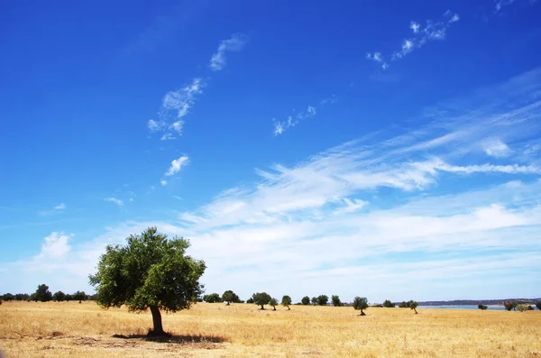 Olijfboom in veld op het zuiden van Portugal — Stockfoto