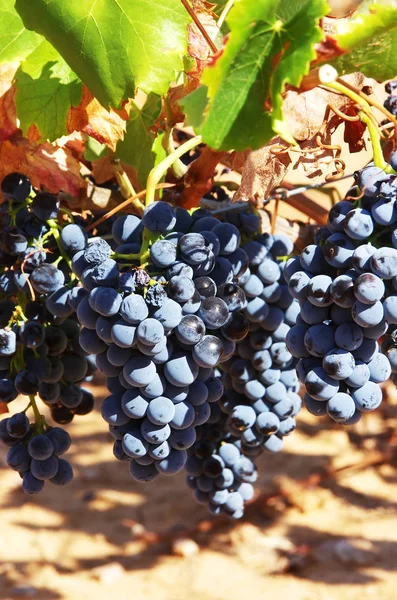 Trauben und Blätter im Weinberg — Stockfoto