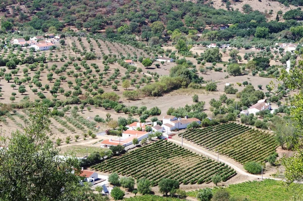 アレンテージョ地方のエモラモンテ畑の眺め, ポルトガル — ストック写真