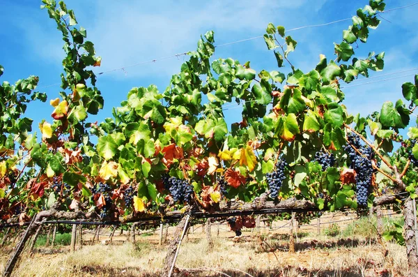 Виноград в ветвях виноградника — стоковое фото