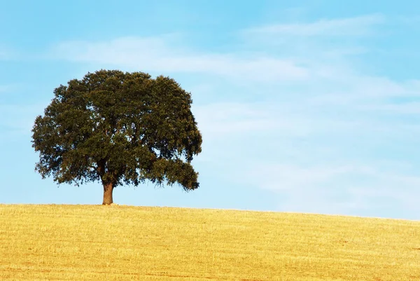 Árvore solitária no sul de Portugal — Fotografia de Stock