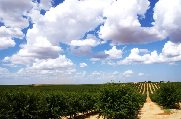 Peach trees in orchard at south of  Portugal — Stock Photo, Image