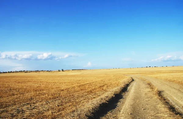 Landscape of alentejo plain, south of portugal — Stock Photo, Image