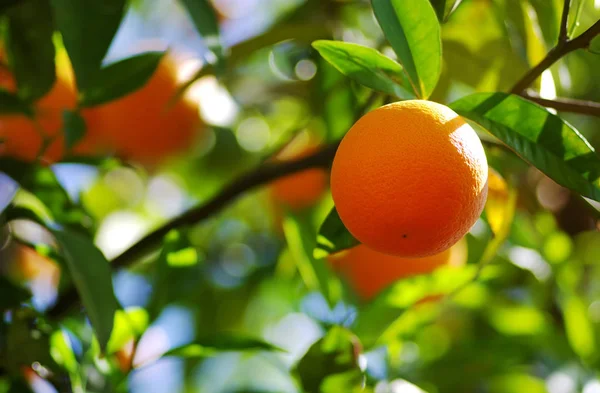 Naranja madura colgando en la rama — Foto de Stock