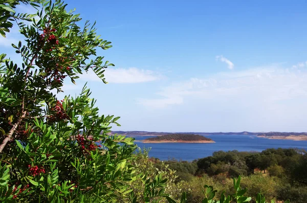 Portekiz 'in güneyindeki Alqueva Gölü yakınlarındaki kırmızı çobanpüskülü. — Stok fotoğraf