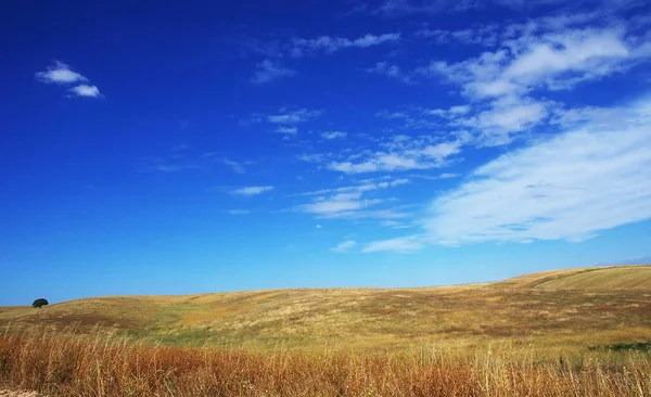 Veld Zomer Alentejo Portugal — Stockfoto