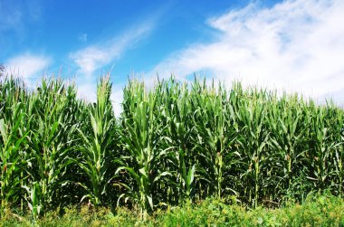 Portekiz 'in güneyinde Green Cornfield