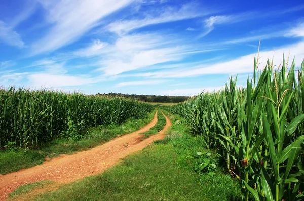 Paisagem Campo Milho Sul Portugal — Fotografia de Stock