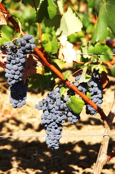 Pęczek Dojrzałych Winogron Winnicy Branżowej — Zdjęcie stockowe