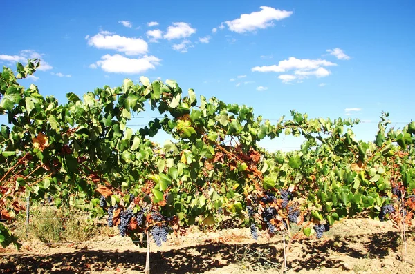 Cachos Uvas Maduras Vinha Sul Portugal — Fotografia de Stock