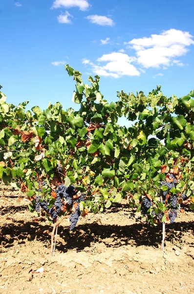 Grappe Raisins Mûrs Dans Vignoble Sud Portugal — Photo