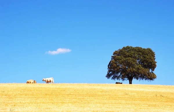 Chênes Vaches Dans Champ Alentejo Portugal — Photo