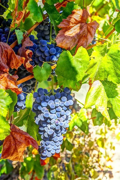 葡萄牙葡萄园里的一串成熟的葡萄 — 图库照片