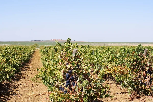 Paisagem Vinha Portuguesa Região Alentejana — Fotografia de Stock